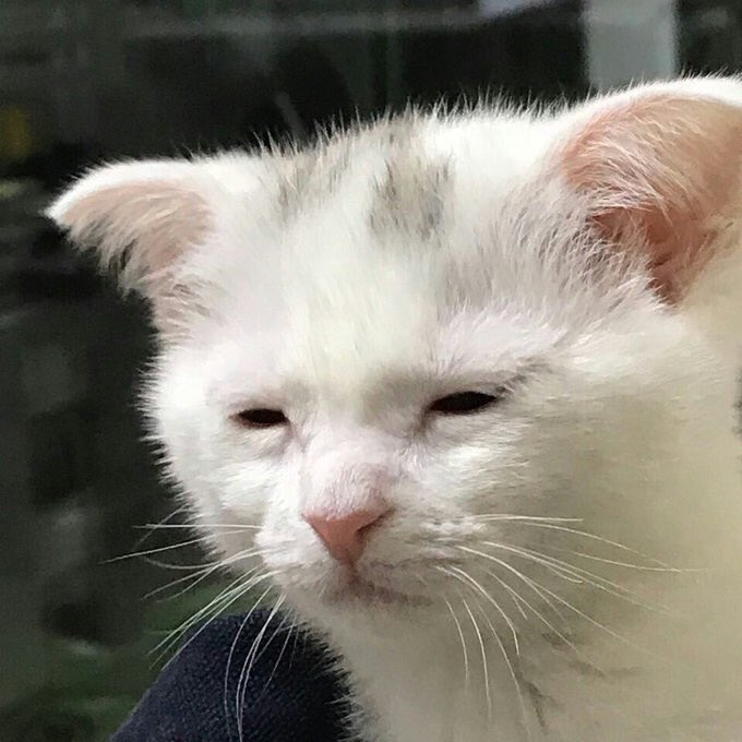 Picture of a Sad Cat